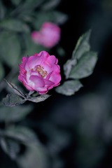 C8902FDF-B00A-4761-94C9-4E7F6BF3A602/L0/001