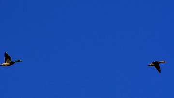 3981223
