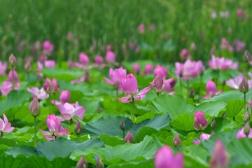 254C6501-DDE8-45DD-818F-B447EE635EA4/L0/001