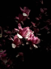 5BD0D8BF-7508-456C-B0D0-BD2EC97C4A00/L0/001