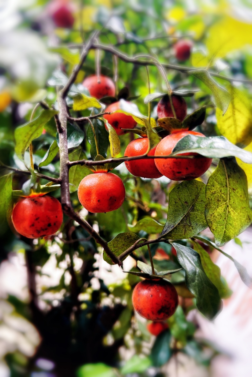 合川钓鱼城野柿子的春天