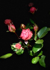E7E9E5BF-38AD-4A2B-9230-E5B8D0C39198/L0/001