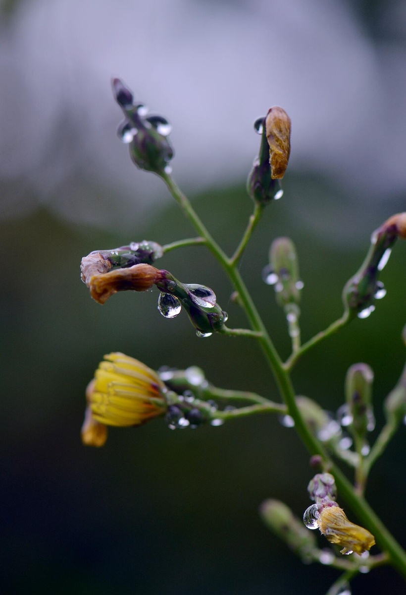 雨中小野花晶莹剔透