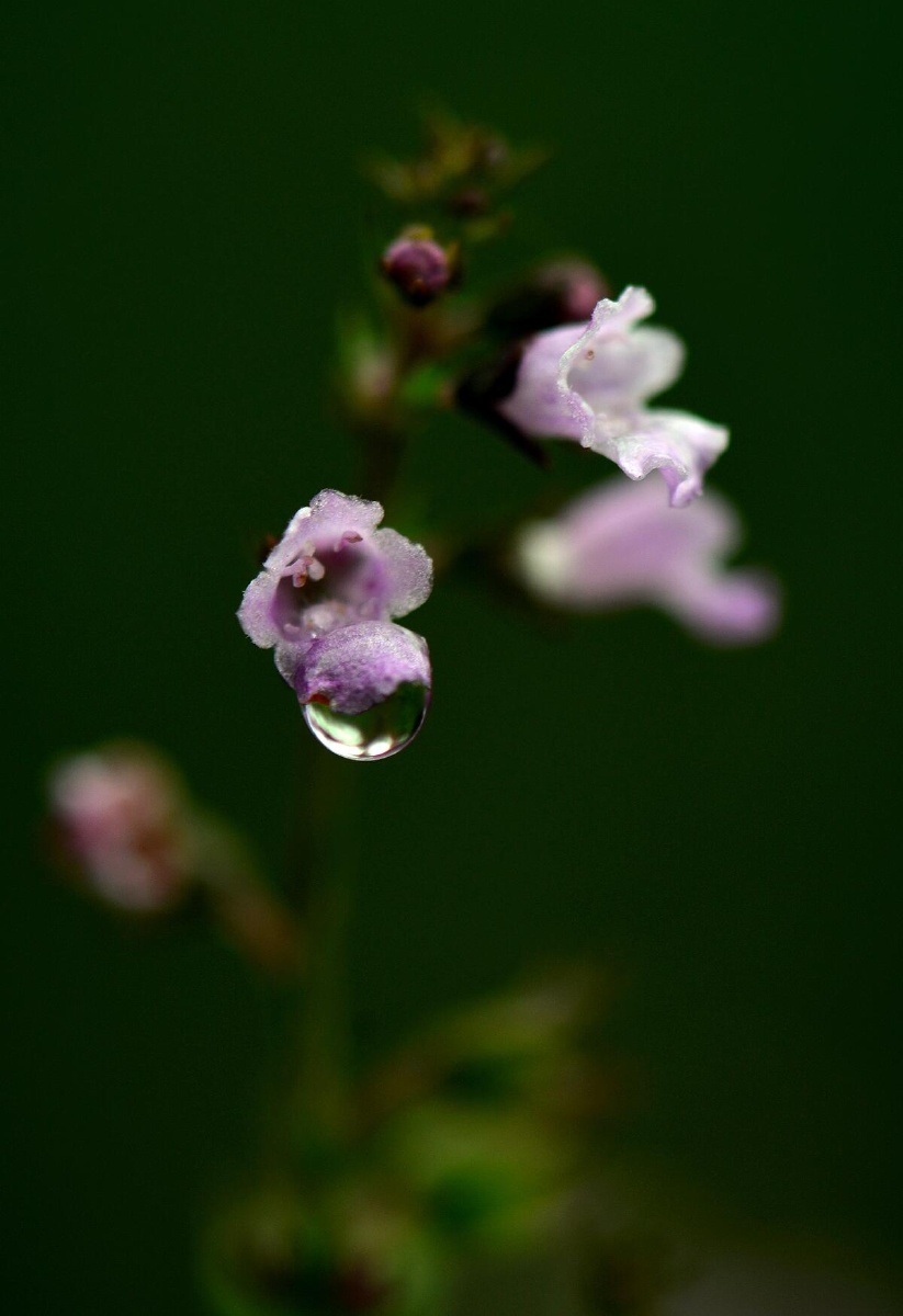 雨中小野花晶莹剔透