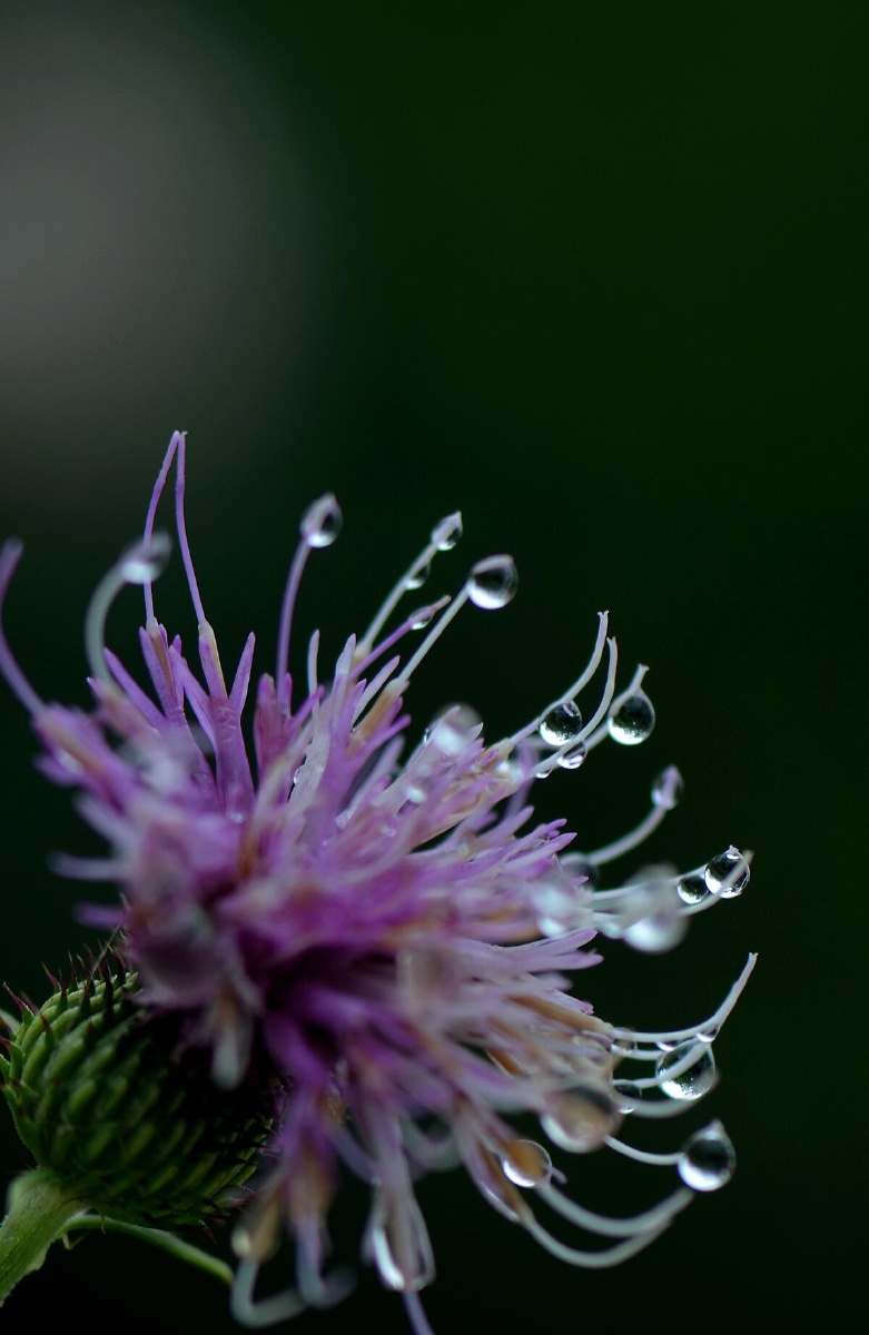 雨中小野花晶莹剔透