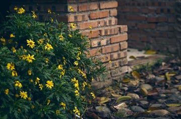 71081
