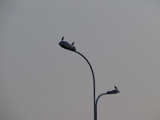 A031BA82-5B08-4FFD-A987-AFFA21C3F236/L0/001