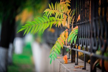 DSC_2610-2