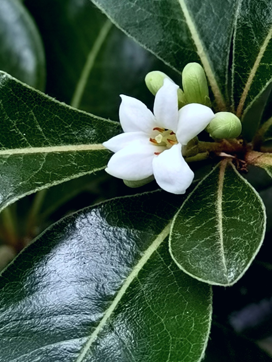 绿叶花卉 - 致美时光记忆 - 图虫