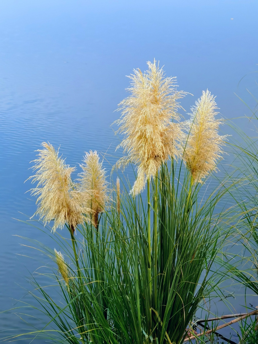芦苇草 - 致美时光记忆 - 图虫
