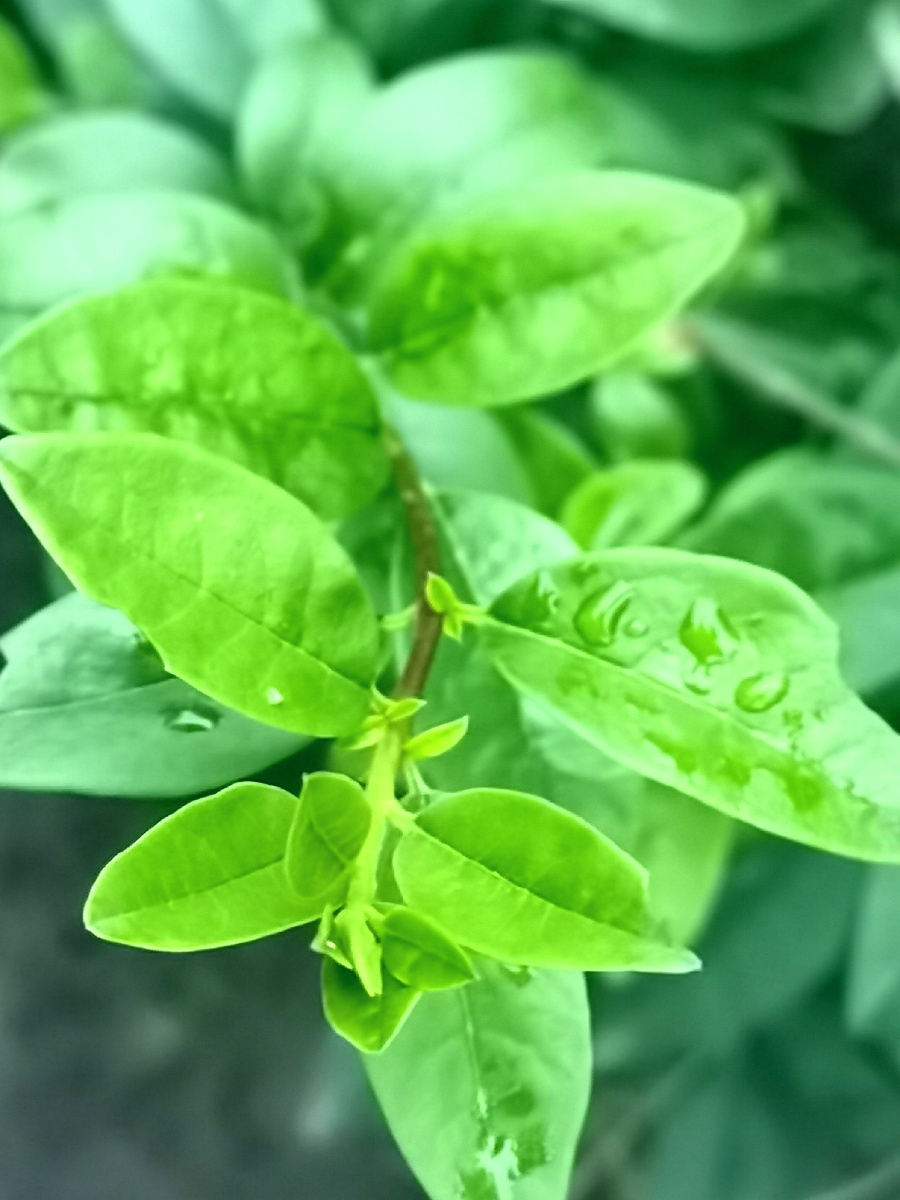 雨露下的绿叶