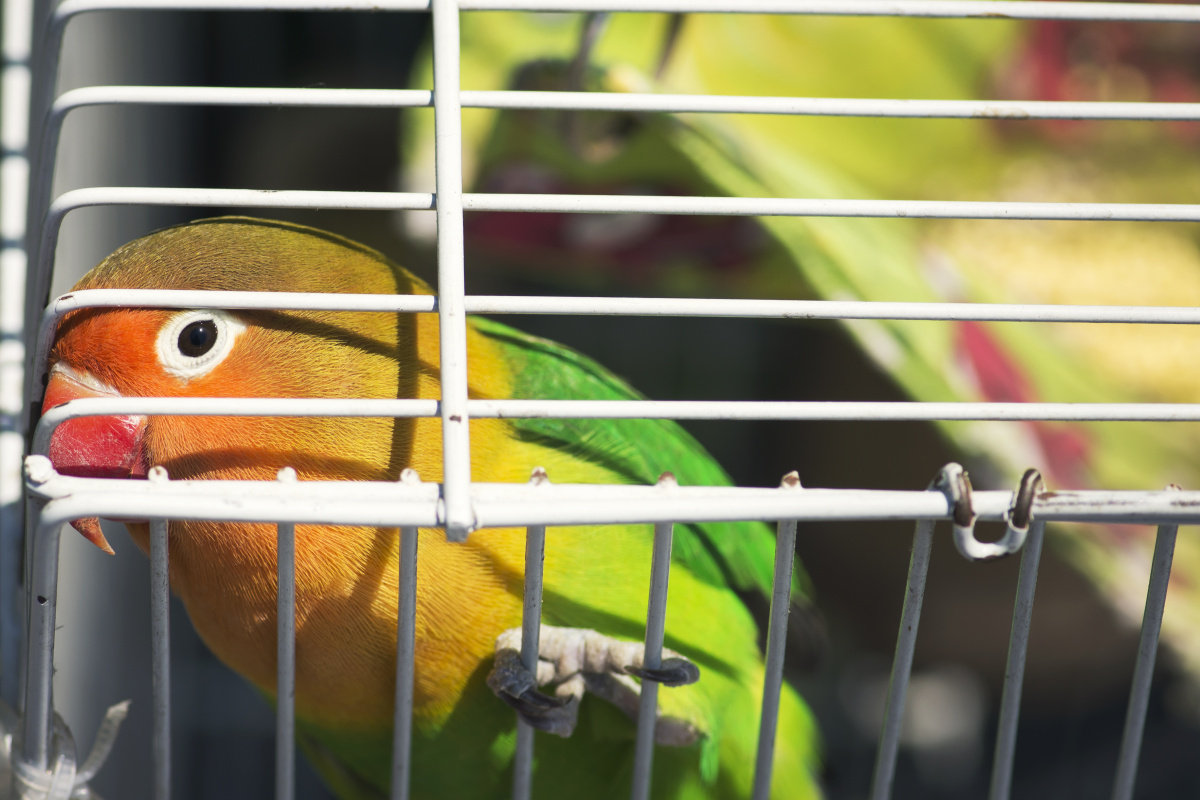 笼子里的鸟 杜鹃鹦鹉