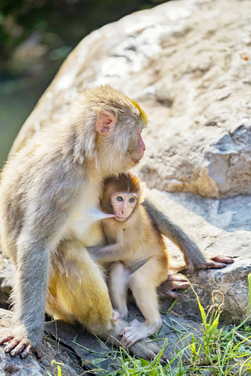 山西蟒河猴狲的快乐生活