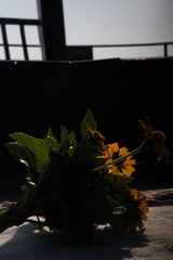 6105CF0F-80B4-4265-A250-03FB58921D69/L0/001