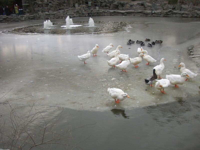 2009042113452599889<br />
