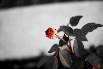 D4FC7631-688B-4F14-AF46-A5382A9805BD/L0/001