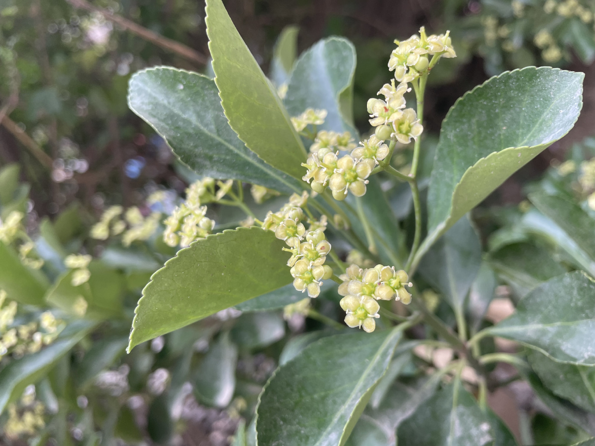 俗名大叶黄杨或简称"黄杨".灌木,高可达3米;小枝四棱,具细微皱突.