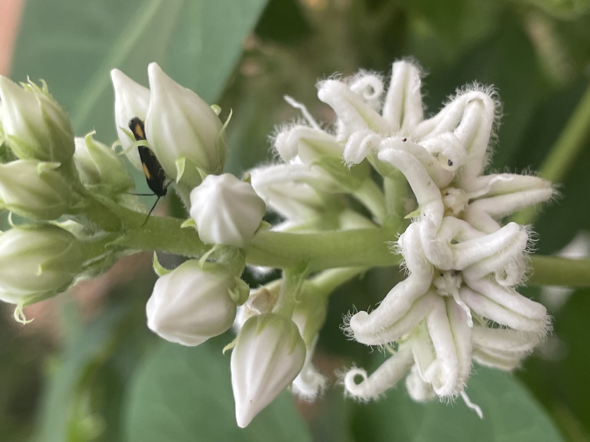 makino)是萝藦科萝藦属多年生草质藤本植物,长达8米,具乳汁;茎圆柱