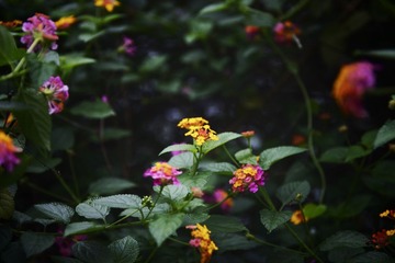 _IGP2080-1