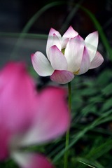 33F7C30E-F257-43BA-A8DA-398F130E7374/L0/001