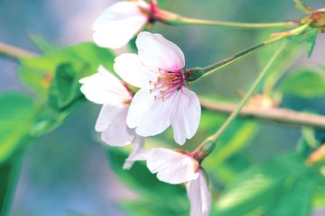 IMG_4540副本.jpg