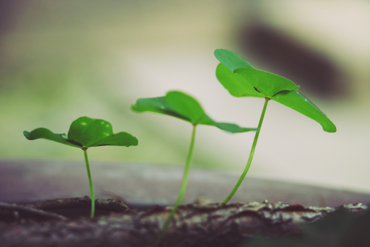 恰是那一抹绿色的温柔