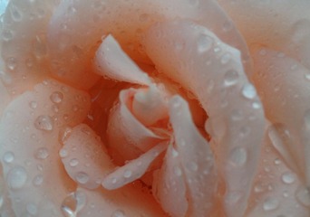 花（特写）.JPG