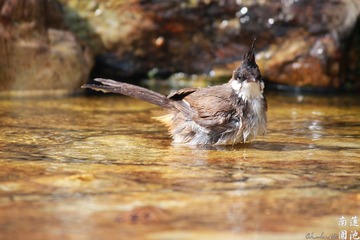 IMG_5585.jpg