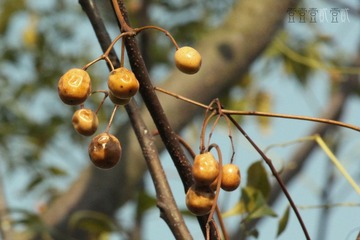 IMG_4156.jpg