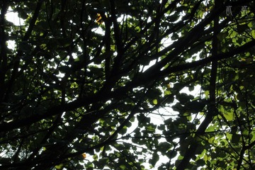 IMG_4174.jpg