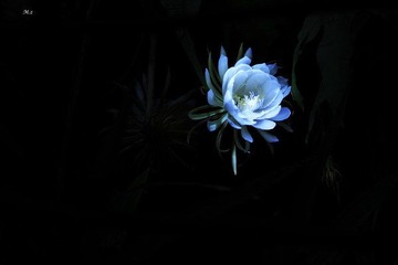 IMG_7994.JPG