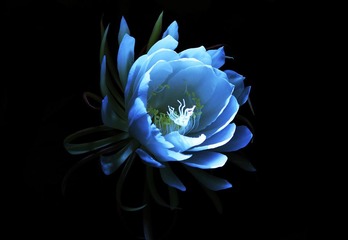 昙花一现.JPG