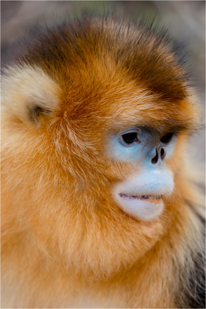 陇南金丝猴 - 由甲s - 图虫