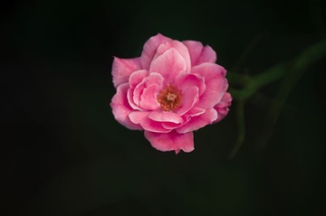 IMGP6388.jpg