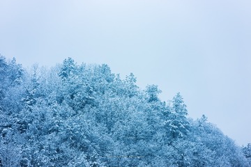 336618
