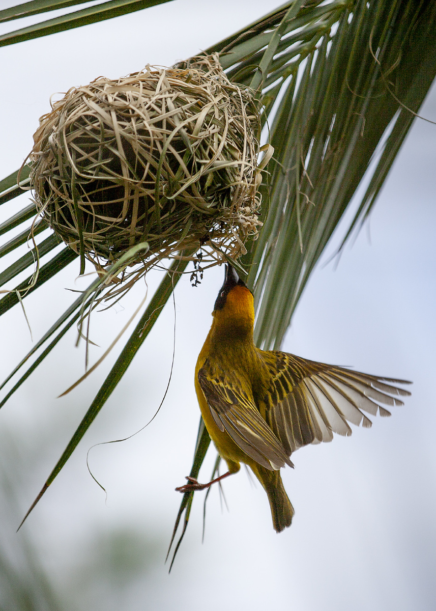 勤劳的黑额织雀一在南非常见的美丽小鸟