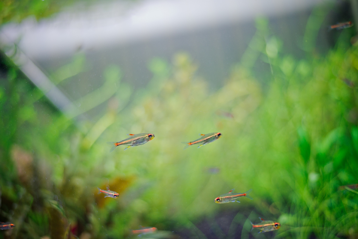 像梦一样自由351