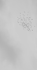简