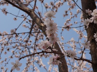 P1100151.JPG