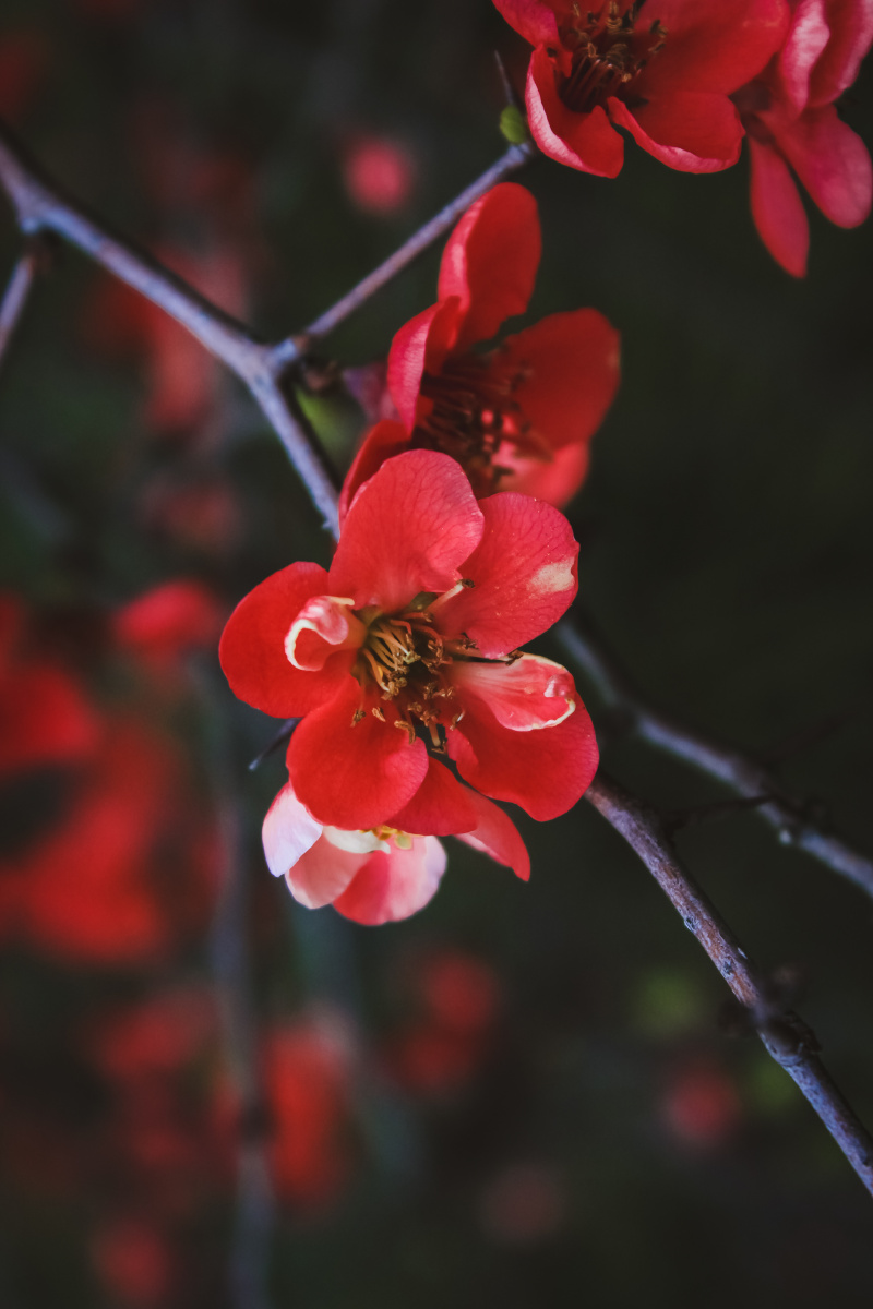 初春的双色海棠花
