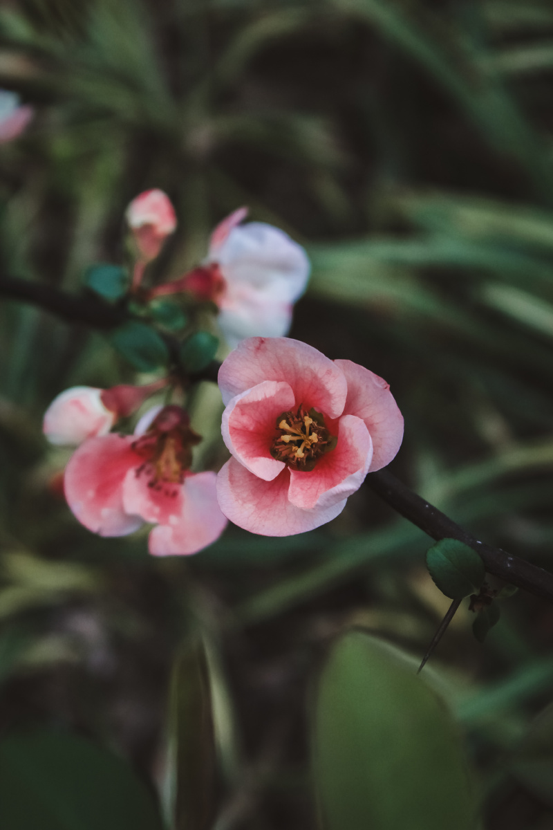 初春的双色海棠花