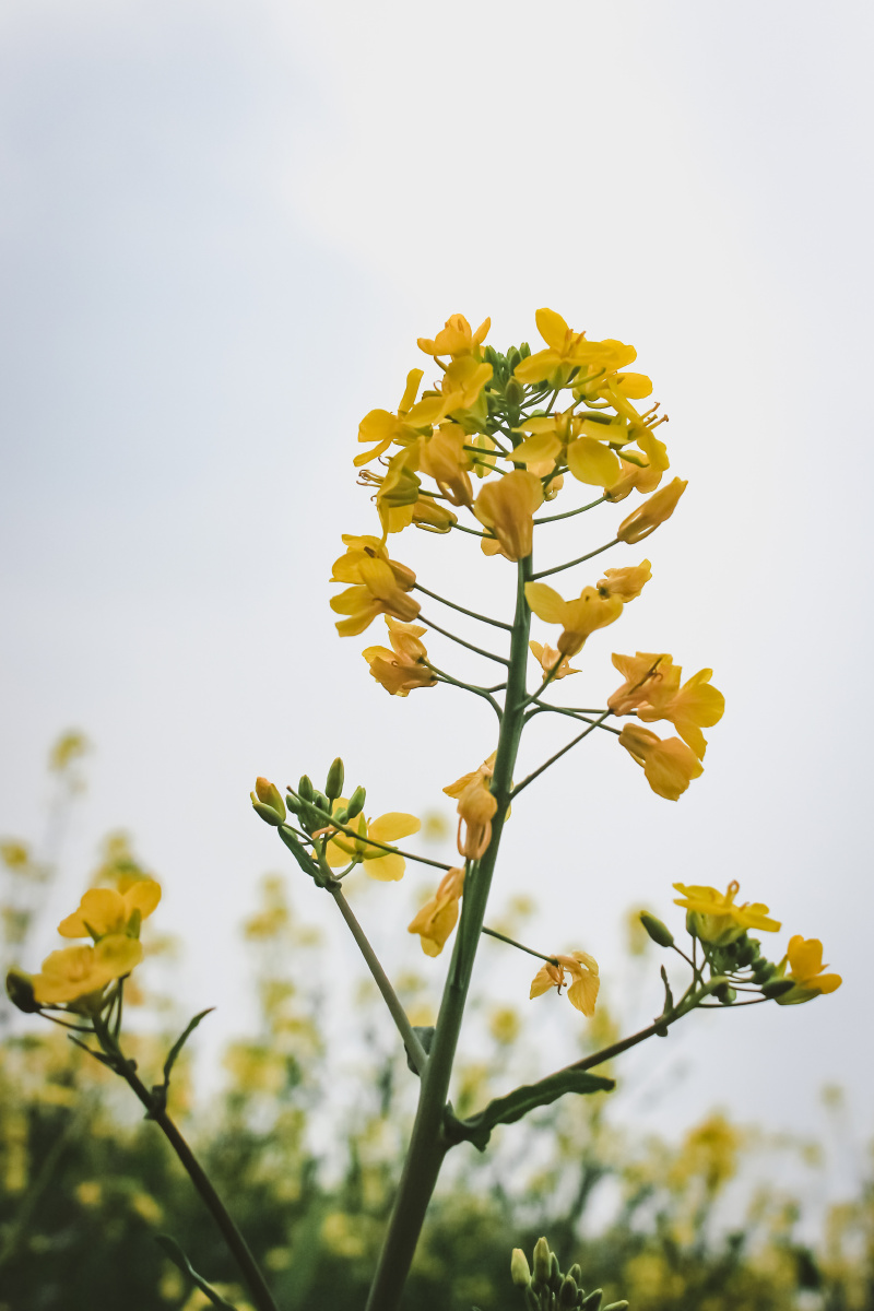 阴天里河畔的油菜花田