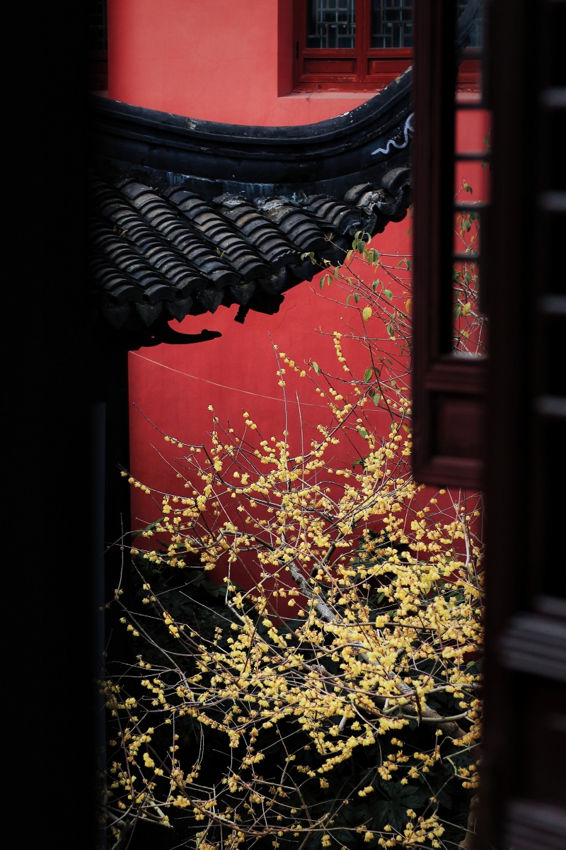 古风园林里的红墙腊梅拍自上海青浦曲水园