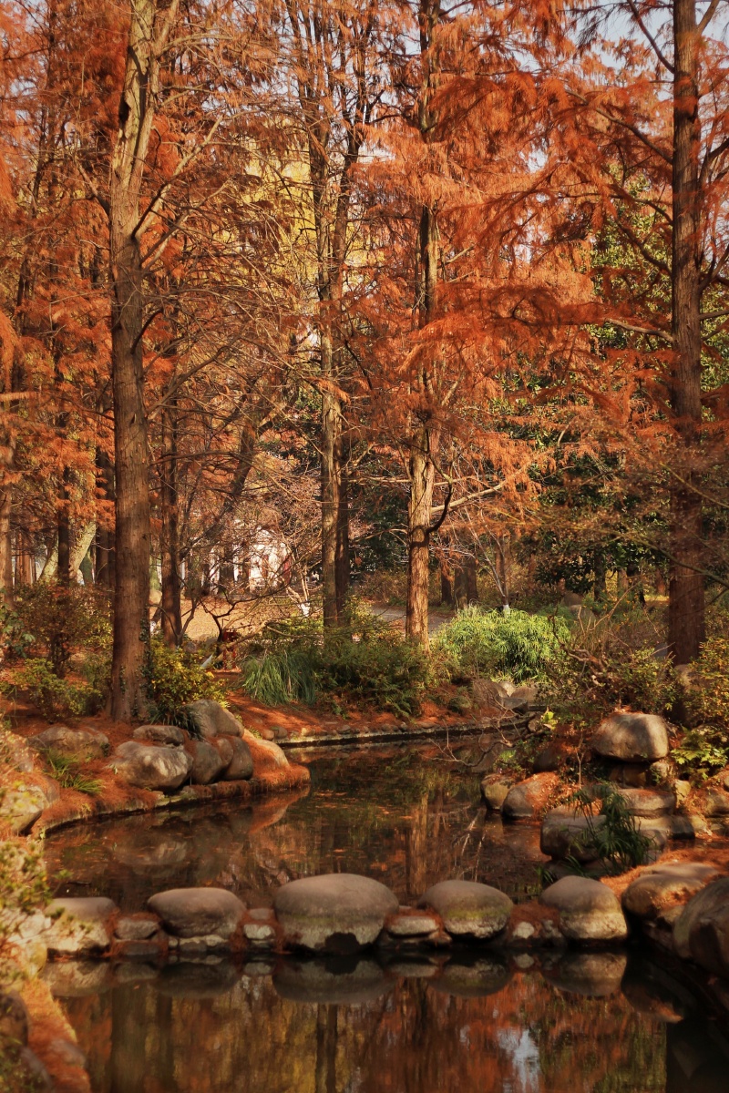 深秋公园里的小树林拍自上海杨浦共青森林公园