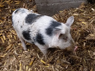 173096