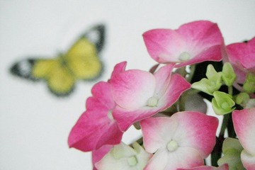 DSCF2514.jpg