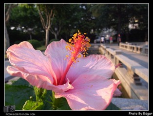 凡花一朵