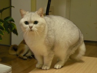 4731