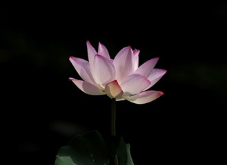 39515
