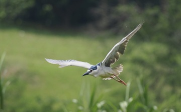 67456